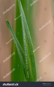 Image result for phytomyza gymnostoma