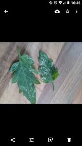 If you let the fungi thrive it will turn your tomato leaves yellow and then brown. White Marks On Tomato Leaves Bbc Gardeners World Magazine