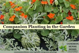 Stone fruit include apricots, cherries, nectarines, peaches and plums. Vegetable Companion Planting In The Garden