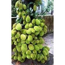Jackfruit is a monoecious fruit tree. Buy Plant House Live Jack Fruit Tree Rare Tropical 1 Healthy Plant Dwarf Jackfruit Vietnam Early Fruit Bearing Plant Online Get 63 Off