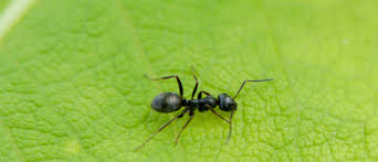 14576 us 19 so., thomasville, ga 31757. Green Pest Control Eco Friendly Exterminating Services