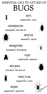 Look around the edges of your mattress, the creases of your sheets, and pillowcases. List Of Top Essential Oils To Get Rid Of Bugs Oil For Dry Skin Essential Oils Essential Oil Bug Repellent