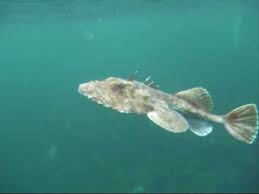 Maybe you would like to learn more about one of these? Freediving With Monkfish Youtube