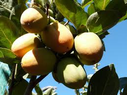 Image result for Diospyros kabuyeana