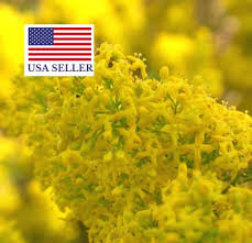 Image result for Galium verum