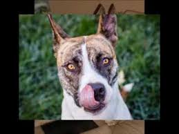 American staffordshire terrier x olde english bulldogge mix = olde staff bulldogge. Lainey Staffordshire Terrier Husky Mix Youtube