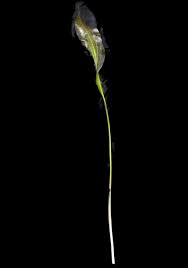 Image result for Ottelia kunenensis