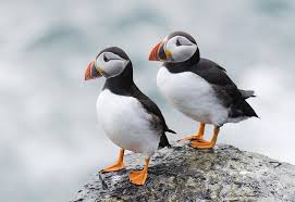 Puffins Puffins Bird Scottish Animals Puffin