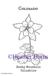 Pin On State Flower Coloring Book