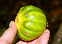 Image result for Massularia acuminata