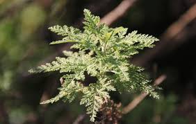 Image result for Artemisia afra