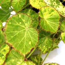 Image result for Brownleea maculata