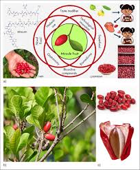 Image result for Synsepalum