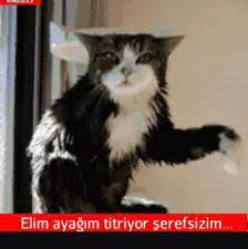 kedi replikleri 3 panosundaki pin