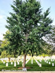 Ginkgo biloba trees by gaspar avila. Ginkgo Maidenhair Tree Plant Resources Home Ttu