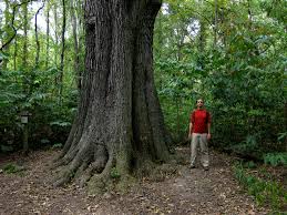 You could also print the picture by. Quercus Pagoda Wikipedia