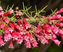 Image result for Colletia