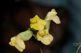 Image result for Dumasia