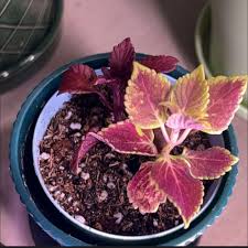 Image result for Coleus cylindraceus