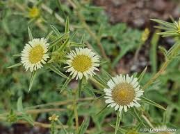 Image result for Eragrostis plurigluma