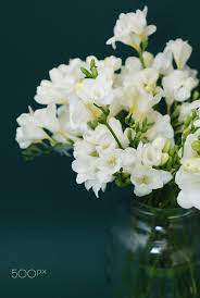 White Freesia Bouquet Of Flowers In Glass Vase On Black Background Close Up By Ginga Gi Photo 249935239 Freesia Bouquet Flowers Bouquet Freesia Flowers