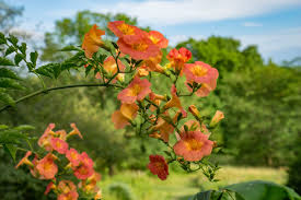 Image result for Carapa grandiflora