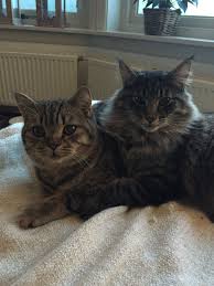 British Shorthair And Norwegian Forestcat Tabby Cat Norwegian Forest Cat Cute Cats