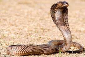 The Egyptian Cobra Naja Haje Is A Species Of Cobra Found In Africa It Is One Of The Largest Cobra Species Native To Cobra Snake King Cobra Snake Snake Totem