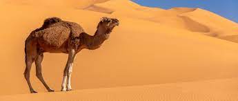 Around 70 percent of the products are supplied to schools, kindergartens, military units, and the camel milk product, already wellknown to customers was awarded with the best product of the the total number of camels and natural conditions of bayanlig soum are ideal for the production of camel. Desert Camels Inspire A New Cooling Technology Bbc Science Focus Magazine