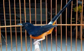 Tubuh burung pleci betina cenderung lebih pendek dan juga membulat. 10 Foto Burung Murai Termahal Dunia 2021 Harga Jenis Suara