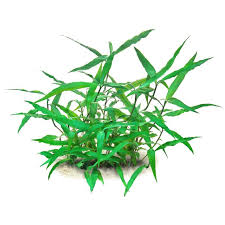 Image result for Floscopa africana