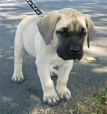 From wikipedia, the free encyclopedia. English Mastiff Dog Breed Information And Pictures