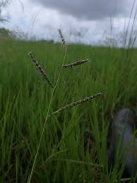 Image result for Melanospermum