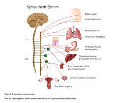 Translating Chronic Pain Research Into Practice Chronic Pain And The Brain