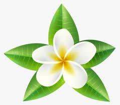 Black And White Flowers Clipart Sampaguita Clipart Free Transparent Clipart Clipartkey Find & download free graphic resources for sampaguita. black and white flowers clipart