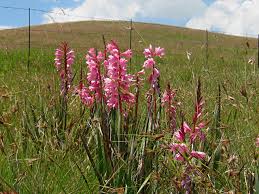 Image result for Watsonia