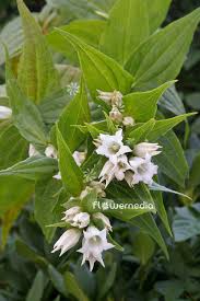 Image result for Gentiana asclepiadea alba