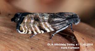 Image result for Cydia strobilella