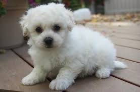 Maybe you would like to learn more about one of these? Bolognese Puppies For Sale Colorado Springs Co 100909