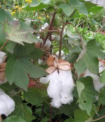 Image result for Gossypium