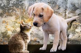 Cats can be companions, playmates and help enrich eath other's lives. Is Your Cat Jealous Of A New Puppy Katzenworld