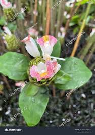 Image result for Costus afer