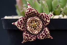 Image result for Orbea variegata