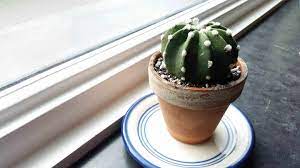 Most cacti produce flowers around the leaves or areoli. Echinopsis Subdenudata Easter Lily Cactus Care Info Houseplant Central