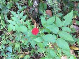 Image result for Rubus rosifolius