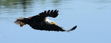 Bald eagles hunt fish by swooping down quickly to snatch them out of the water with their sharp talons. Learn About Bald Eagles Mass Gov