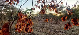 Image result for Hymenocardia