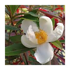 Image result for Limosella grandiflora