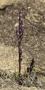 Image result for Striga bilabiata