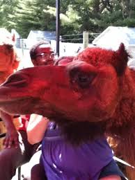 One of my black buddies used to get all kinds of sweet designs shaved in his head. Trailer Ride Camel Invasion Picture Of Adirondack Animal Land Gloversville Tripadvisor